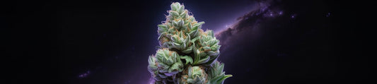 fleur de CBD aux nombreux bienfaits