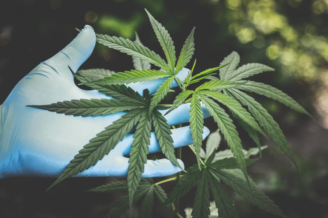 Qu'est ce que le H4CBD et le THCP+ ?