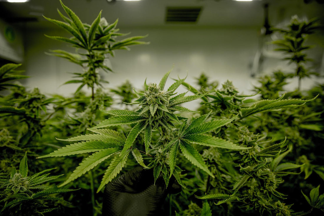 Les bienfaits du CBD