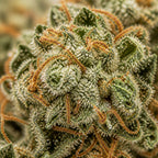 GMO Cookies | 34% CBD+ | Indoor | Édition Limitée
