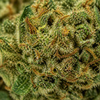 Kosher Kush |  28% CBD | Indoor | Édition Limitée