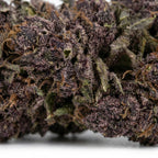 Purple Punch | 27 CBN+ | GreenHouse