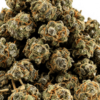 Small Buds Hawaiian | 22% CBD | Indoor