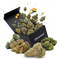 PACK DÉCOUVERTE FLEUR CBD+